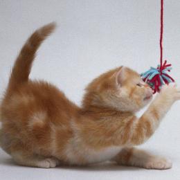 Dozens of funny cat pictures in a slide show. The music is royalty free. This is Most funny Pictures of Cat.Made By AAMER. From. Funny pics of cats.