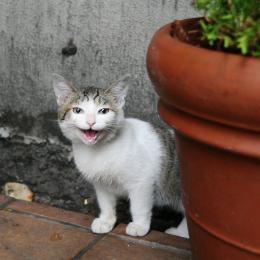 Funny Cat Pictures. Cat Sneeze Guard. Cat Bath. Tiger Cage. Cat Can (video) 130 Cats (video). Cat Thumb. Cat Kiss. Cat Congeniality. Cat Pelican. Cat.