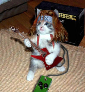 Watch Video about Cats,Funny,Pictures by Metacafe. I luv cats so i felt like makin a funny tribute 2 them.I dont own the songs or the pics.