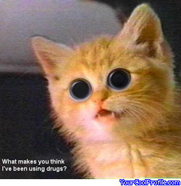 C a t W a c k ! - Funny Cat Pictures: lolcats, memecats, and roflcats. Previous · 43 · 44 · 45 · 46 · 47. Pictures are copyright their respective owners.